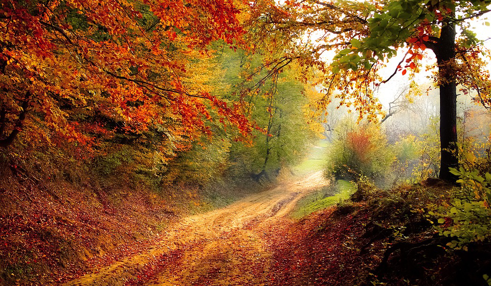 Foto: Ein Waldweg, umsäumt von bunten Herbstbäumen, führt auf eine Wiese