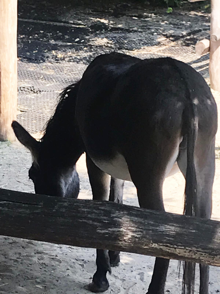 Foto: Ein schwarzer Esel von hinten