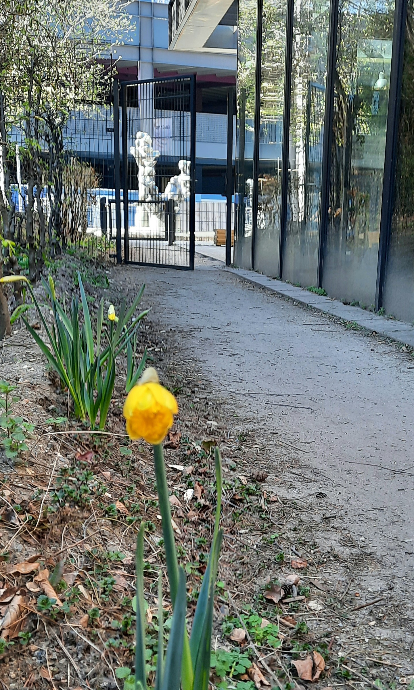 Foto: Vorne eine blickt eine gelbe Osterglocke ins Bild, dahinter Laub, ein Weg und ein Metallzaun